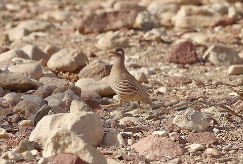 Sand partridge (Ammoperdix heyi) Holland Park, Eilat, Israel. Mar 30, 2015. Ammoperdix heyi,Geotagged,Israel,Sand partridge,Spring