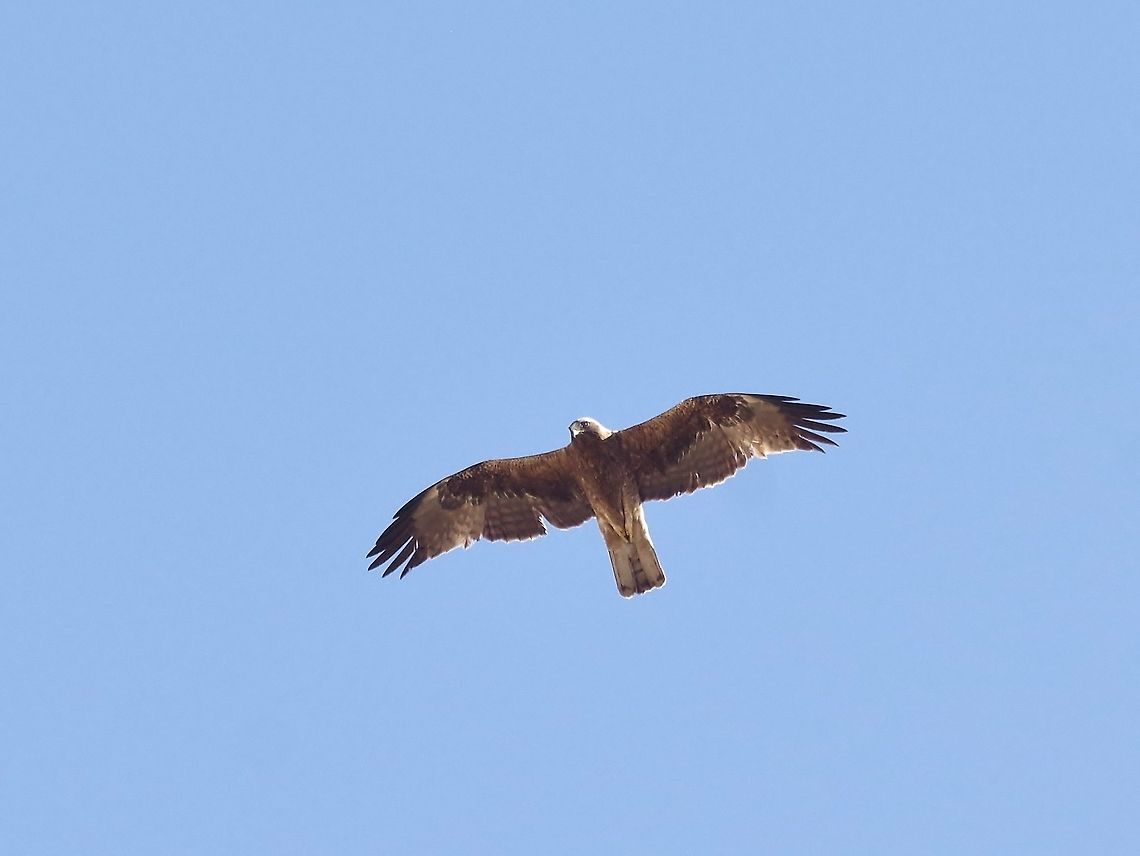 Booted Eagle (Aquila pennata), dark morph. Aqaba Bird Observatory, Jordan. Mar 31, 2015. Aquila pennata,Booted Eagle,Booted eagle,Geotagged,Hieraaetus pennatus,Jordan,Spring