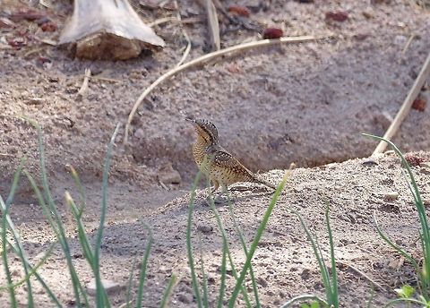 Eurasian wryneck (Jynx torquilla) Castle Gardens, Aqaba, Jordan. Mar 31, 2015. Eurasian wryneck,Geotagged,Jordan,Jynx torquilla,Spring