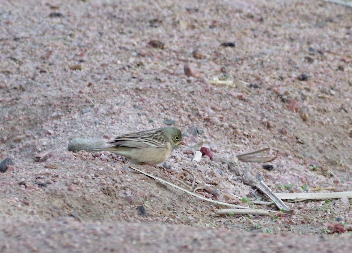 Ortolan bunting (Emberiza hortulana) juvenile Castle Gardens, Aqaba, Jordan. Mar 31, 2015. Emberiza hortulana,Geotagged,Jordan,Ortolan bunting,Spring