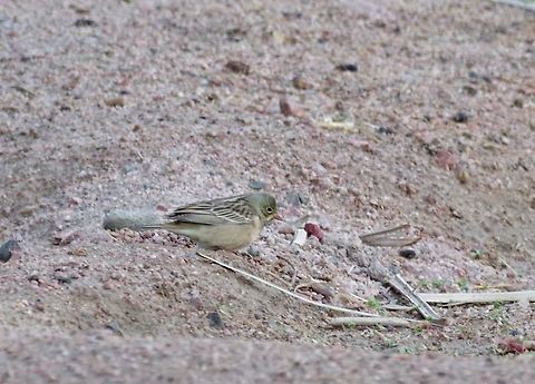 Ortolan bunting (Emberiza hortulana) juvenile Castle Gardens, Aqaba, Jordan. Mar 31, 2015. Emberiza hortulana,Geotagged,Jordan,Ortolan bunting,Spring