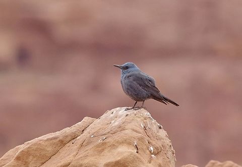 Blue rock thrush (Monticola solitarius) Petra, Jordan. Apr 3, 2015. Blue rock thrush,Geotagged,Jordan,Monticola solitarius,Spring