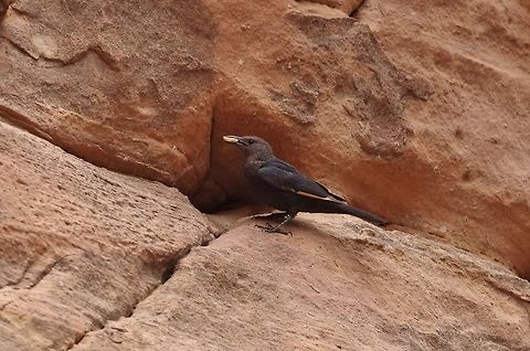 Tristram's starling (Onychognathus tristramii) Petra, Jordan. Apr 3, 2015. Geotagged,Jordan,Onychognathus tristramii,Spring,Tristrams starling