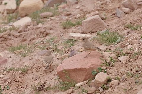 Desert larks (Ammomanes deserti) Petra, Jordan. Apr 3, 2015. Ammomanes deserti,Desert lark,Geotagged,Jordan,Spring