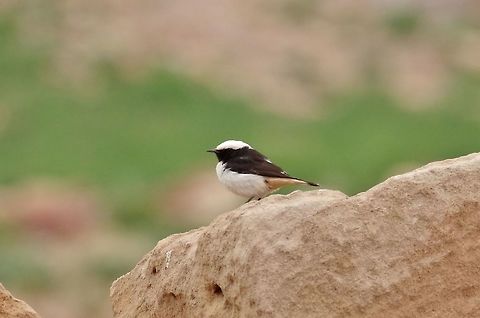 Mourning wheatear (Oenanthe lugens) Petra, Jordan. Apr 3, 2015. Geotagged,Jordan,Mourning wheatear,Oenanthe lugens,Spring