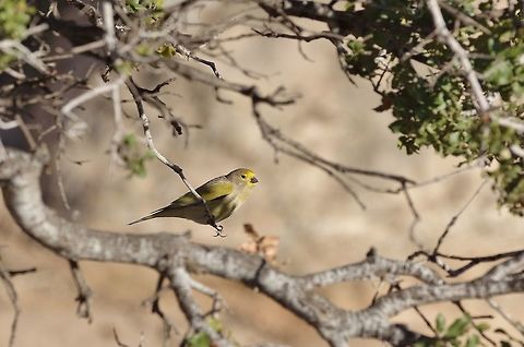 Syrian serin (Serinus syriacus) Dana Biosphere Reserve, Jordan. Apr 4, 2015. Geotagged,Jordan,Serinus syriacus,Spring,Syrian serin