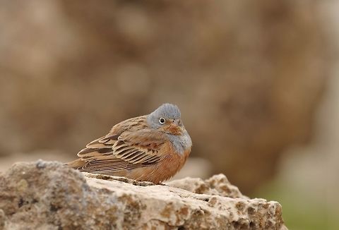 Cretzschmar's bunting (Emberiza caesia) Dana, Jordan. Apr 4, 2015. Cretzschmar's bunting,Emberiza caesia,Geotagged,Jordan,Spring
