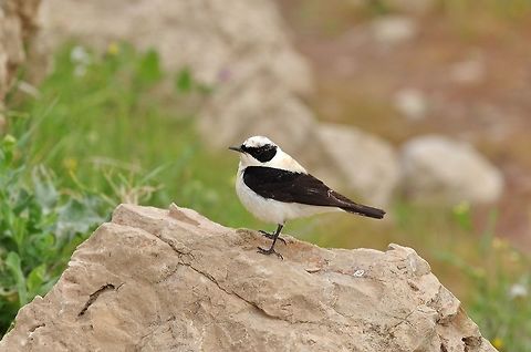 Black-eared wheatear (Oenanthe hispanica) Dana, Jordan. Apr 4, 2015. Black-eared wheatear,Geotagged,Jordan,Oenanthe hispanica,Spring
