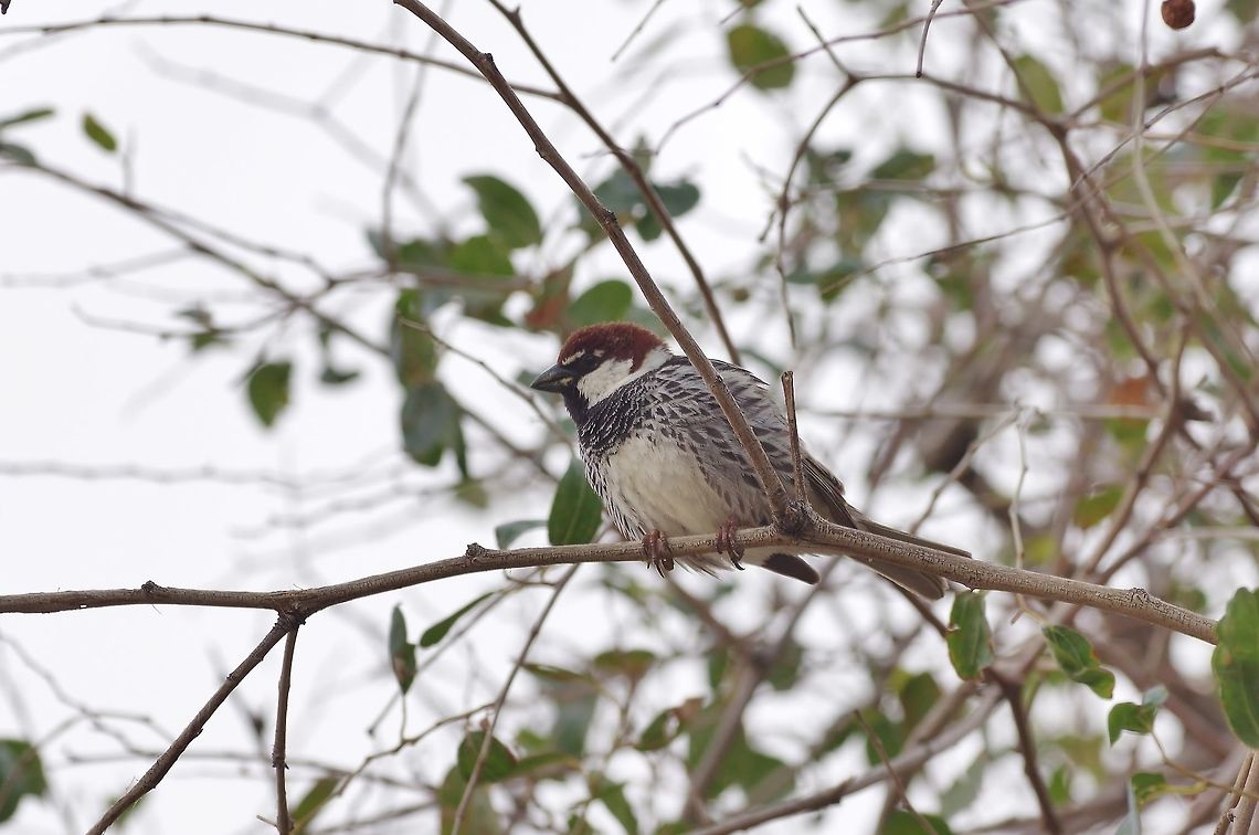 Spanish sparrow (Passer hispaniolensis) Al-Karak, Jordan. Apr 4, 2015. Geotagged,Jordan,Passer hispaniolensis,Spring,spanish sparrow
