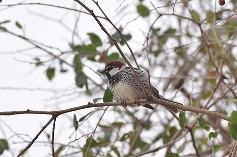 Spanish sparrow (Passer hispaniolensis) Al-Karak, Jordan. Apr 4, 2015. Geotagged,Jordan,Passer hispaniolensis,Spring,spanish sparrow