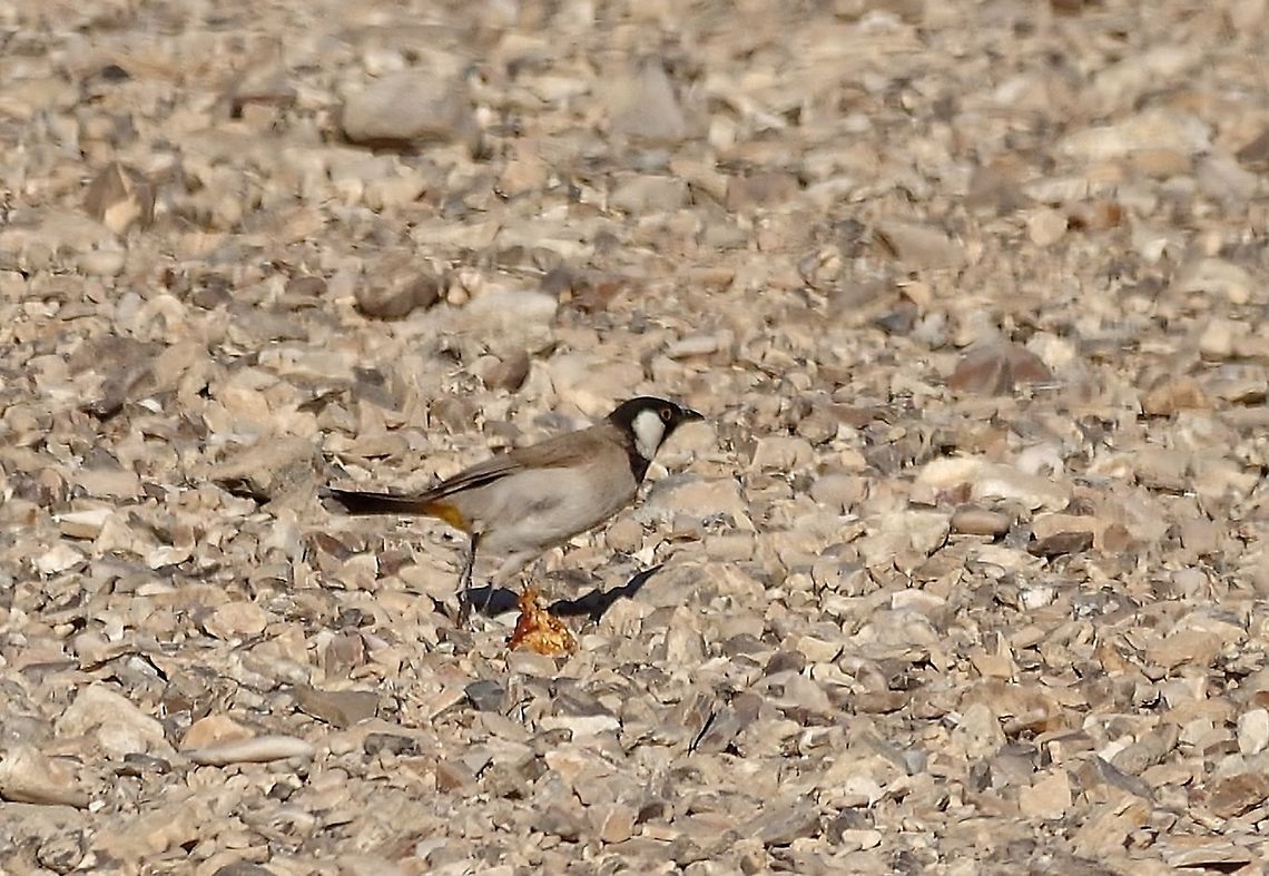 White Eared Bulbul (Pycnonotus leucotis) Azraq Wetlands Reserve, Jordan. Apr 5, 2015 Geotagged,Jordan,Pycnonotus leucotis,Spring,White Eared Bulbul