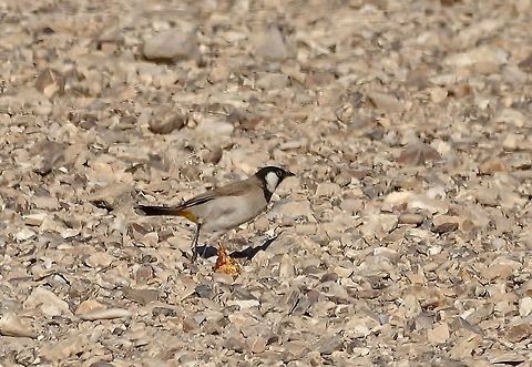 White Eared Bulbul (Pycnonotus leucotis) Azraq Wetlands Reserve, Jordan. Apr 5, 2015 Geotagged,Jordan,Pycnonotus leucotis,Spring,White Eared Bulbul