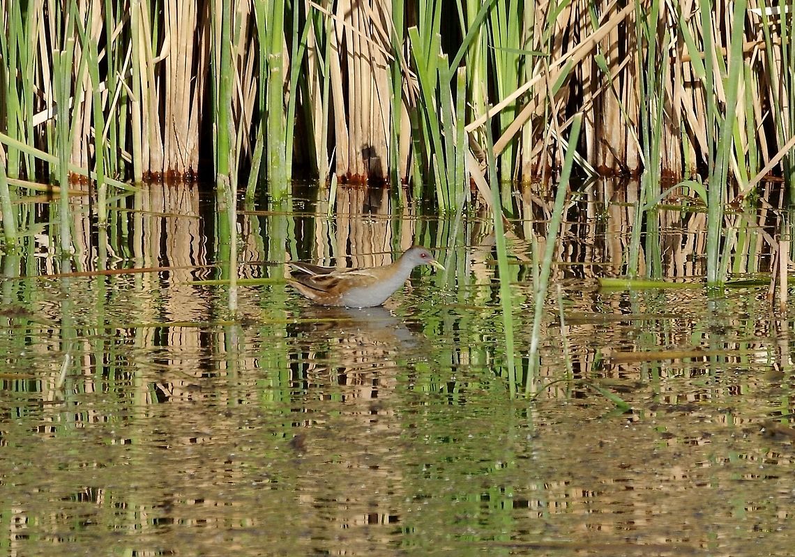 Little Crake (Porzana parva) Azraq Wetlands Reserve, Jordan. Apr 5, 2015 Geotagged,Jordan,Little Crake,Porzana parva,Spring