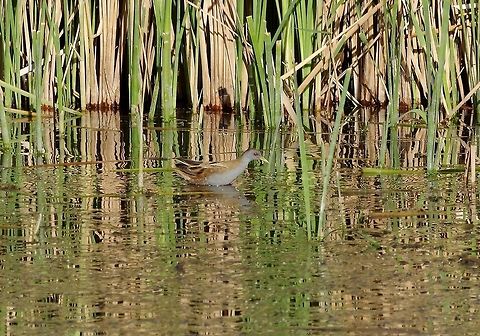 Little Crake (Porzana parva) Azraq Wetlands Reserve, Jordan. Apr 5, 2015 Geotagged,Jordan,Little Crake,Porzana parva,Spring
