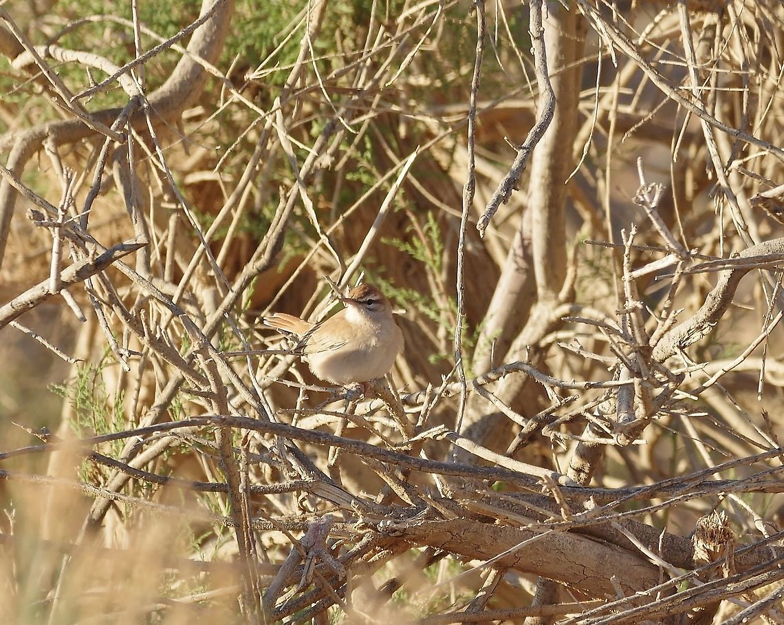 Rufous-tailed scrub robin (Cercotrichas galactotes) Azraq, Jordan. Apr 5, 2015. Cercotrichas galactotes,Geotagged,Jordan,Rufous-tailed scrub robin,Spring
