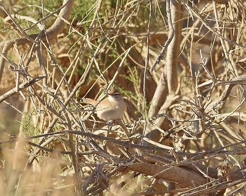 Rufous-tailed scrub robin (Cercotrichas galactotes) Azraq, Jordan. Apr 5, 2015. Cercotrichas galactotes,Geotagged,Jordan,Rufous-tailed scrub robin,Spring