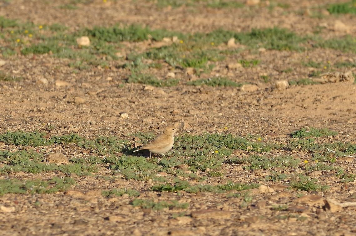 Bar-tailed lark (Ammomanes cinctura) Shaumari Reserve, Jordan. Apr 6, 2015 Ammomanes cinctura,Bar-tailed lark,Geotagged,Jordan,Spring