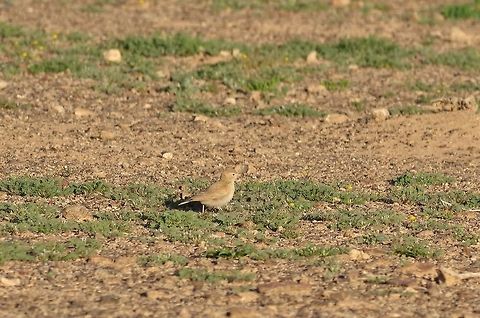 Bar-tailed lark (Ammomanes cinctura) Shaumari Reserve, Jordan. Apr 6, 2015 Ammomanes cinctura,Bar-tailed lark,Geotagged,Jordan,Spring