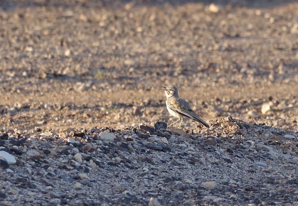 Greater hoopoe-lark (Alaemon alaudipes) Shaumari Reserve, Jordan. Apr 6, 2015 Alaemon alaudipes,Geotagged,Greater hoopoe-lark,Jordan,Spring