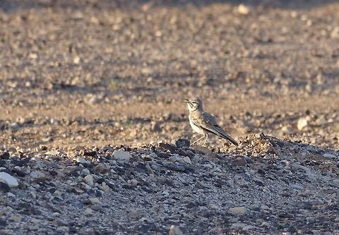 Greater hoopoe-lark (Alaemon alaudipes) Shaumari Reserve, Jordan. Apr 6, 2015 Alaemon alaudipes,Geotagged,Greater hoopoe-lark,Jordan,Spring