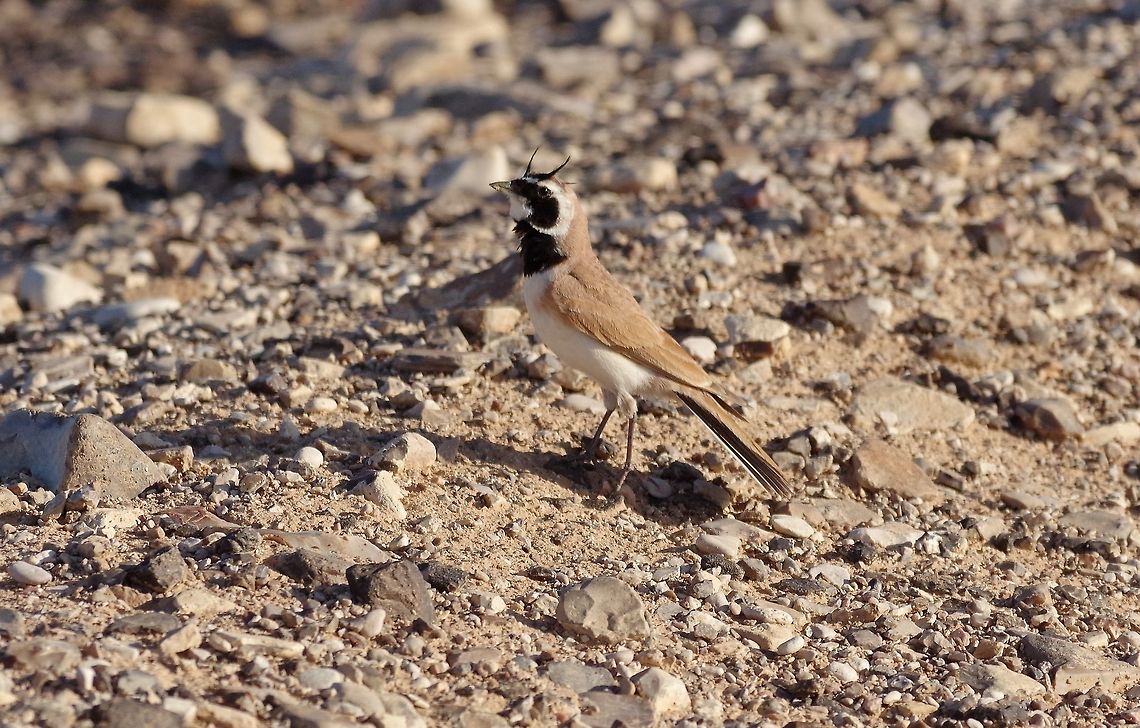 Temminck's lark (Eremophila bilopha) Shaumari Reserve, Jordan. Apr 6, 2015 Eremophila bilopha,Geotagged,Jordan,Spring,Temminck's lark