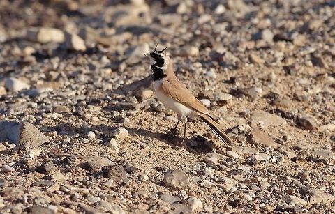 Temminck's lark (Eremophila bilopha) Shaumari Reserve, Jordan. Apr 6, 2015 Eremophila bilopha,Geotagged,Jordan,Spring,Temminck's lark