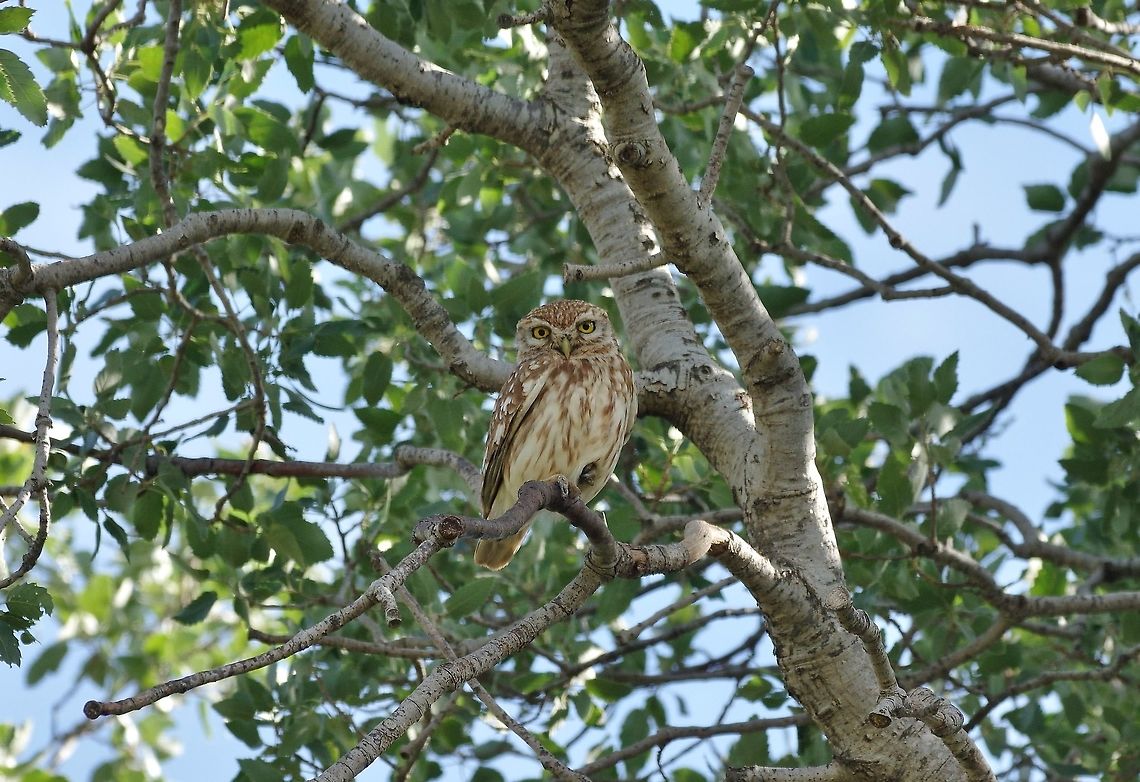 Little Owl (Athene noctua) Umm Qais, Jordan. Apr 6, 2015. Athene noctua,Geotagged,Jordan,Little Owl,Spring