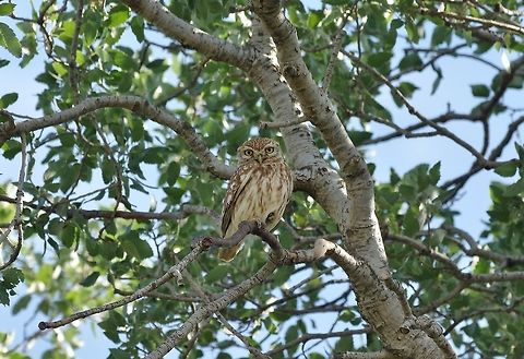 Little Owl (Athene noctua) Umm Qais, Jordan. Apr 6, 2015. Athene noctua,Geotagged,Jordan,Little Owl,Spring