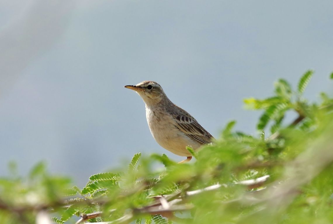 Tawny pipit (Anthus campestris) Umm Qais road, Jordan, Apr 7, 2015 Anthus campestris,Geotagged,Jordan,Spring,Tawny pipit