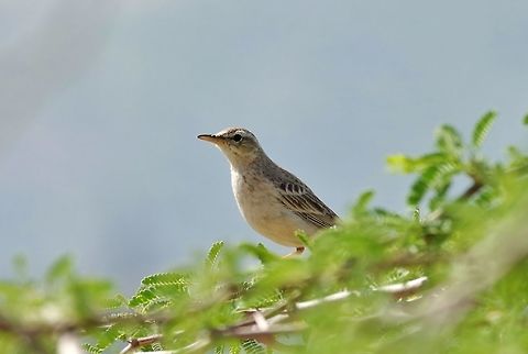 Tawny pipit (Anthus campestris) Umm Qais road, Jordan, Apr 7, 2015 Anthus campestris,Geotagged,Jordan,Spring,Tawny pipit