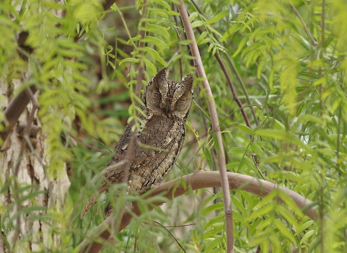 European scops owl (Otus scops) Kfar Uriya, Israel. Apr 9, 2015. European scops owl,Geotagged,Israel,Otus scops,Spring