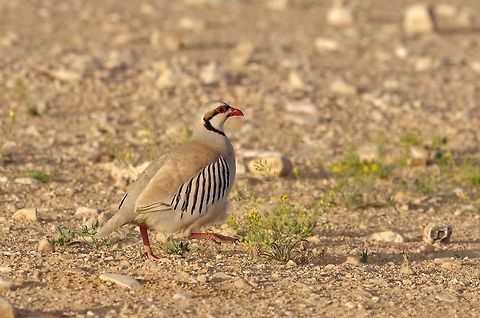 Chukar partridge (Alectoris chukar) Nitzana, Israel. Apr 11, 2015. Alectoris chukar,Chukar partridge,Geotagged,Israel,Spring