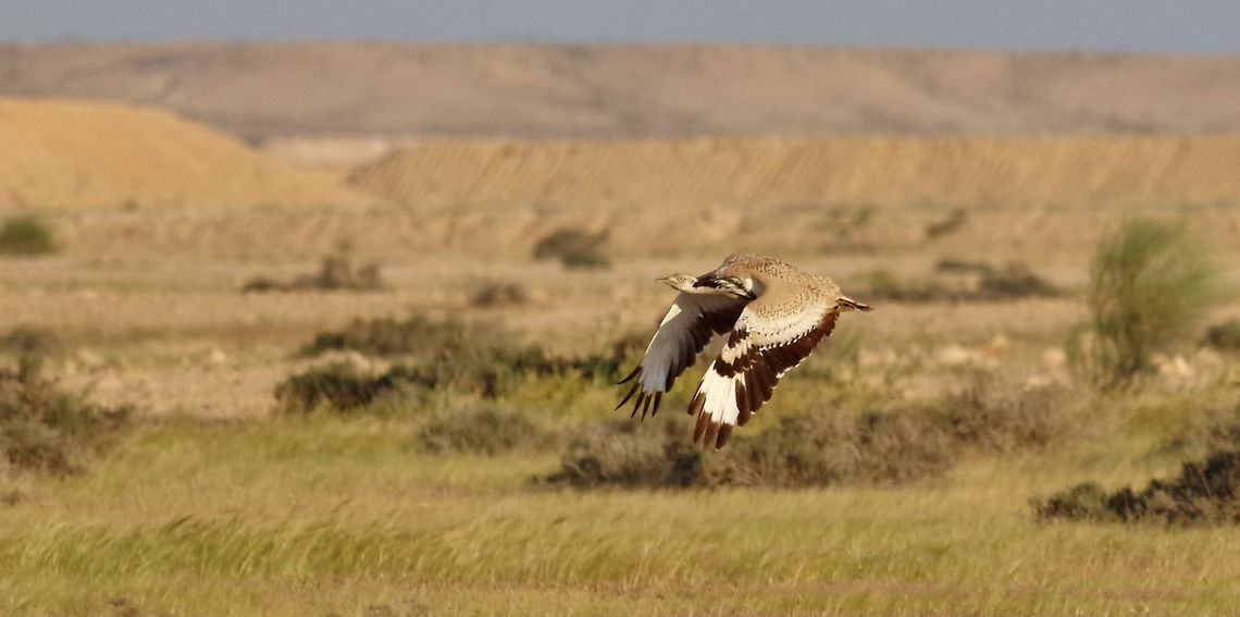 MacQueen's bustard (Chlamydotis macqueenii) Nitzana, Israel. Apr 11, 2015. Chlamydotis macqueenii,Geotagged,Israel,MacQueens bustard,Spring
