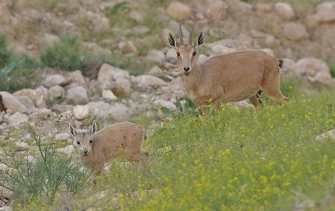 Nubian ibex (Capra nubiana) Sde Boker, Israel. Apr 11, 2015. Capra nubiana,Geotagged,Israel,Nubian ibex,Spring