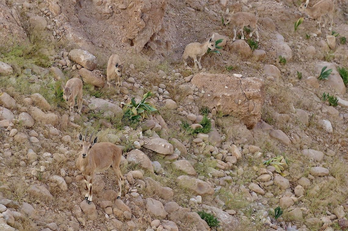Nubian ibex (Capra nubiana) babysitter. Sde Boker, Israel. Apr 11, 2015. Capra nubiana,Geotagged,Israel,Nubian ibex,Spring