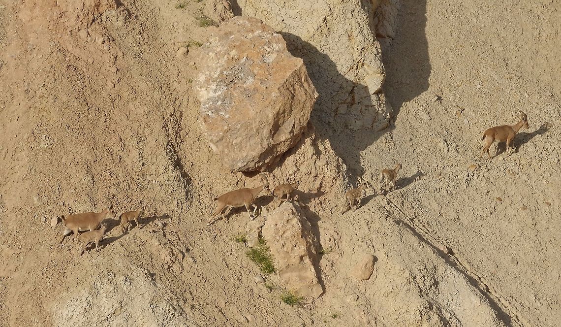 Nubian ibex group doing what they do best. Sde Boker, Israel. Apr 11, 2015. Capra nubiana,Geotagged,Israel,Nubian ibex,Spring