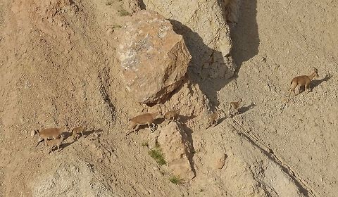 Nubian ibex group doing what they do best. Sde Boker, Israel. Apr 11, 2015. Capra nubiana,Geotagged,Israel,Nubian ibex,Spring