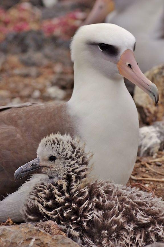 Laysan albatross (Phoebastria immutabilis) with its chick. Isla Guadalupe, Baja California, Mexico. Feb 27, 2015. Geotagged,Laysan albatross,Mexico,Phoebastria immutabilis,Winter