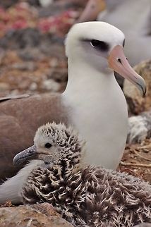 Laysan albatross (Phoebastria immutabilis) with its chick. Isla Guadalupe, Baja California, Mexico. Feb 27, 2015. Geotagged,Laysan albatross,Mexico,Phoebastria immutabilis,Winter