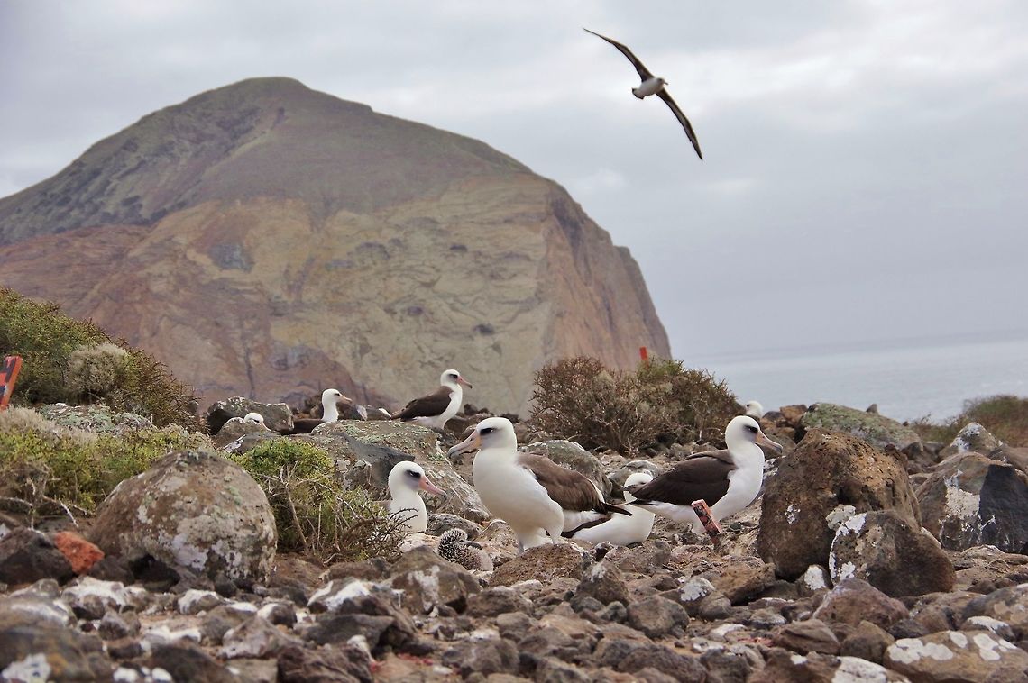 Laysan albatross (Phoebastria immutabilis) breeding colony Isla Guadalupe, Baja California, Mexico. Feb 27, 2015. Geotagged,Laysan albatross,Mexico,Phoebastria immutabilis,Winter