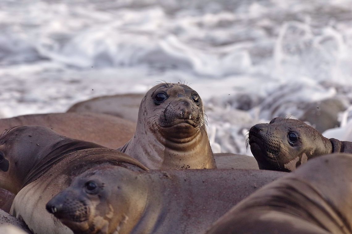 Northern elephant seal (Mirounga angustirostris) Isla Guadalupe, Baja California, Mexico. Mar 2, 2015.<br />
From 20 individuals (and only one male) on Guadalupe constituting the whole population at the start of the 20th century to over 100,000 today, talk about a recovery! Geotagged,Mexico,Mirounga angustirostris,Northern elephant seal,Winter