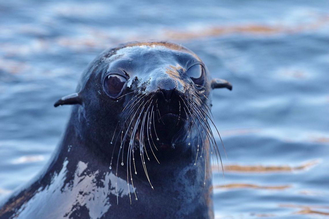 Guadalupe fur seal (Arctocephalus townsendi) Isla Guadalupe, Baja California, Mexico. Feb 27, 2015.<br />
How lovely to see that species on the one island that saved it from extinction. Arctocephalus townsendi,Geotagged,Guadalupe fur seal,Mexico,Winter