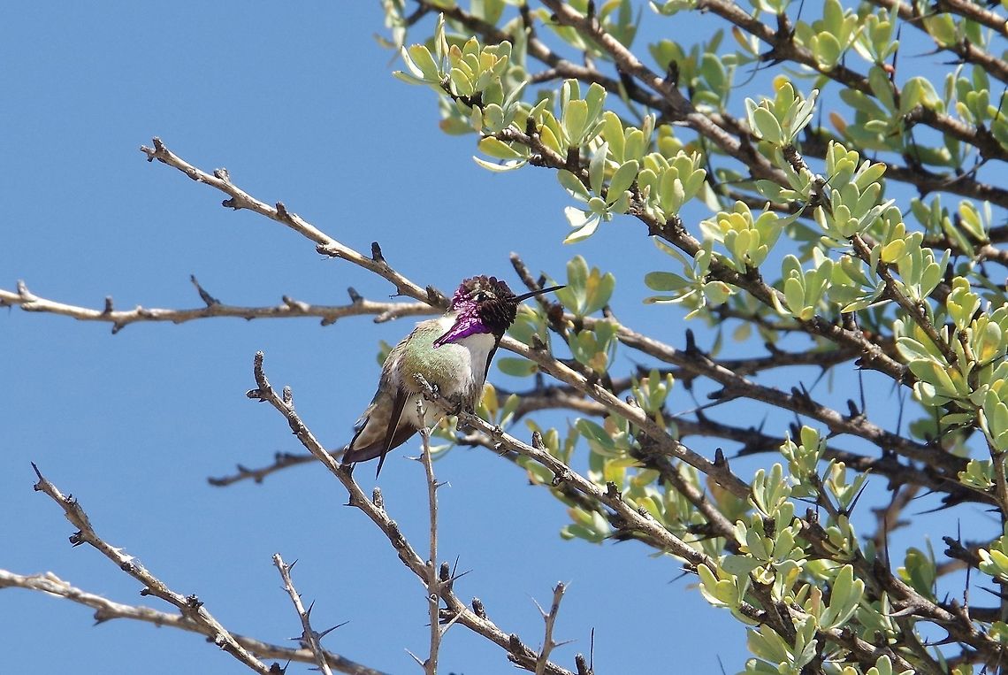 Costa's hummingbird (Calypte costae) Catavi&ntilde;a, Baja California, Mexico. Mar 4, 2015.  Calypte costae,Costas hummingbird,Geotagged,Mexico,Winter