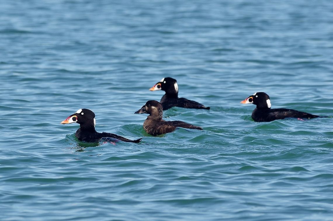 Surf scoters (Melanitta perspicillata) Laguna Ojo de Liebre, BCS, Mexico. Mar 5, 2015. Geotagged,Melanitta perspicillata,Mexico,Surf scoter,Winter