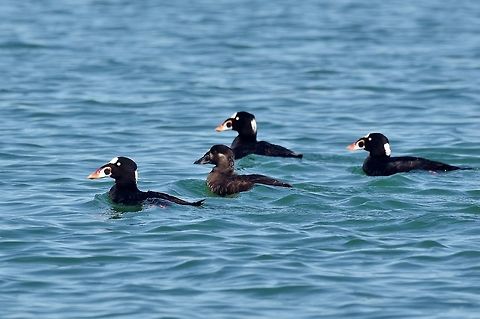 Surf scoters (Melanitta perspicillata) Laguna Ojo de Liebre, BCS, Mexico. Mar 5, 2015. Geotagged,Melanitta perspicillata,Mexico,Surf scoter,Winter