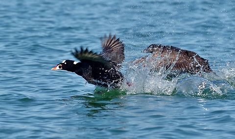 Surf scoters (Melanitta perspicillata) Laguna Ojo de Liebre, BCS, Mexico. Mar 5, 2015. Geotagged,Melanitta perspicillata,Mexico,Surf scoter,Winter