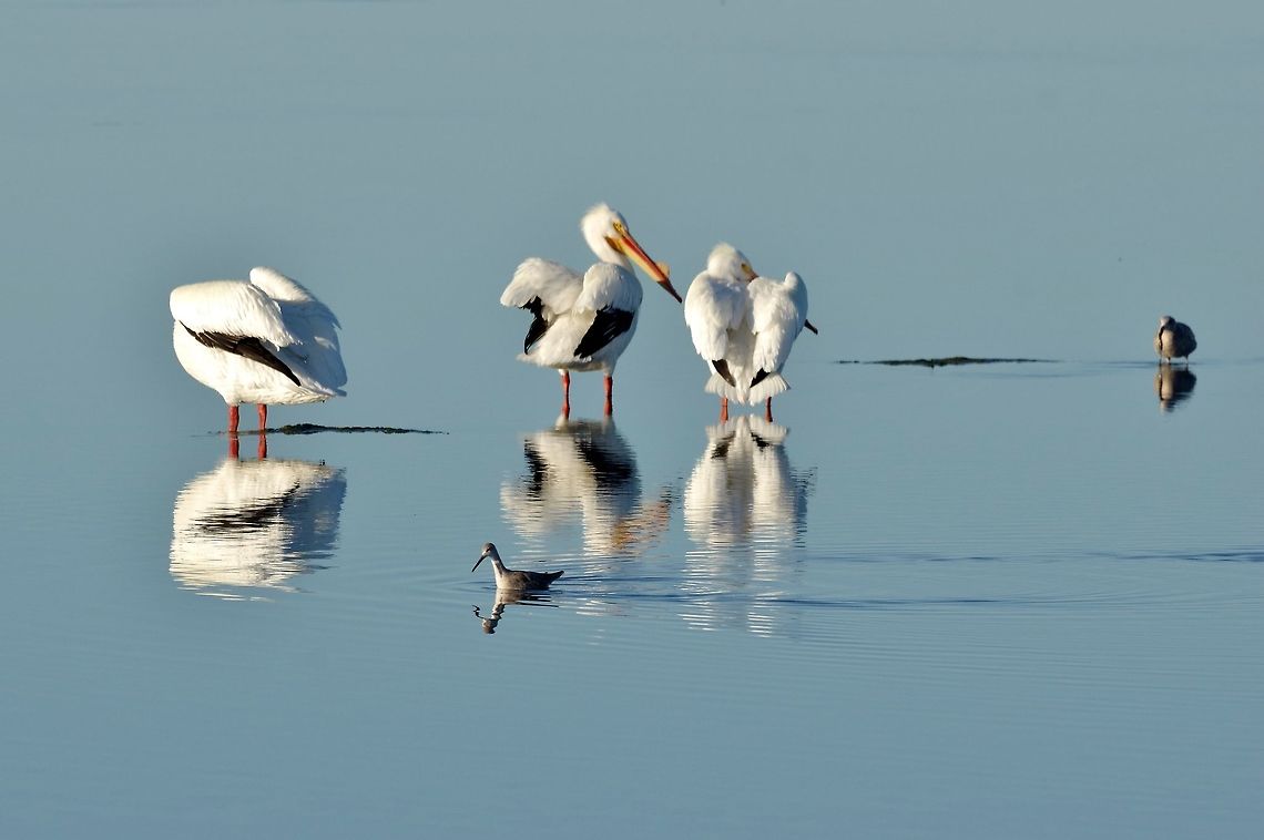 American White Pelicans (Pelecanus erythrorhynchos) Guerrero Negro, BCS, Mexico. Mar 5, 2015. American White Pelican,Geotagged,Mexico,Pelecanus erythrorhynchos,Winter