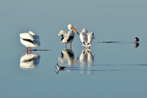 American White Pelicans (Pelecanus erythrorhynchos) Guerrero Negro, BCS, Mexico. Mar 5, 2015. American White Pelican,Geotagged,Mexico,Pelecanus erythrorhynchos,Winter