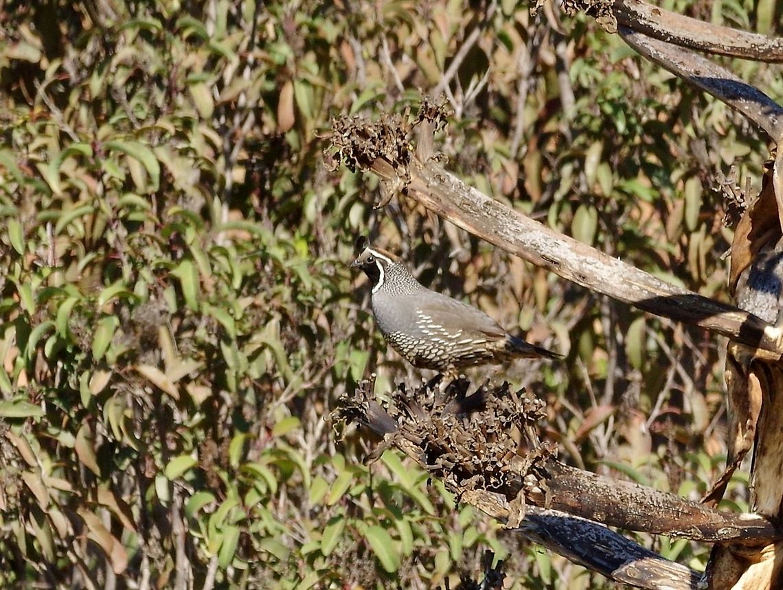 California quail (Callipepla californica) San Pedro Martir foothills, Baja California, Mexico. Mar 6, 2015. California quail,Callipepla californica,Geotagged,Mexico,Winter