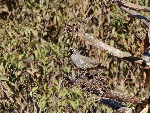 California quail (Callipepla californica) San Pedro Martir foothills, Baja California, Mexico. Mar 6, 2015. California quail,Callipepla californica,Geotagged,Mexico,Winter